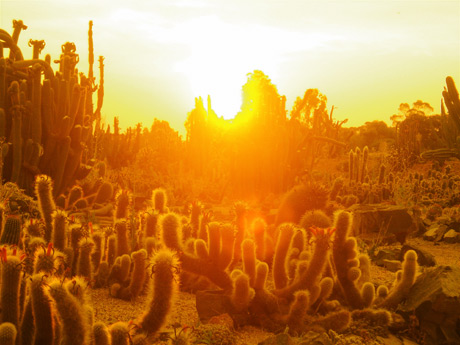 Cactusgarden